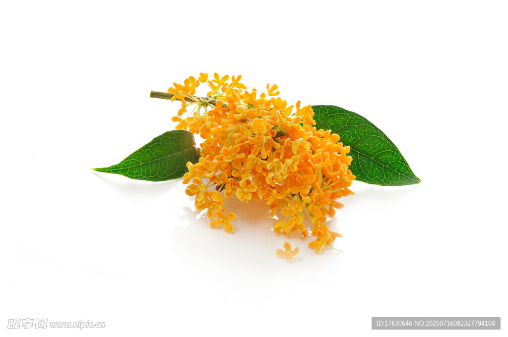金黄桂花带绿叶绽放