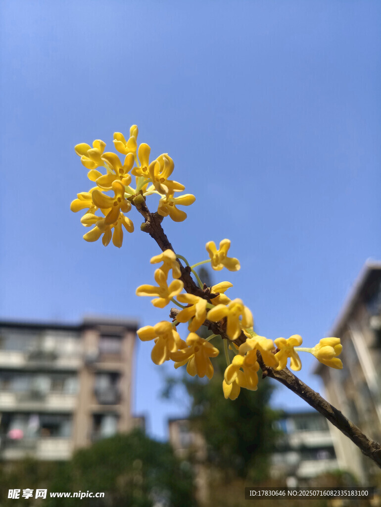 枝头绽放的黄色迎春花