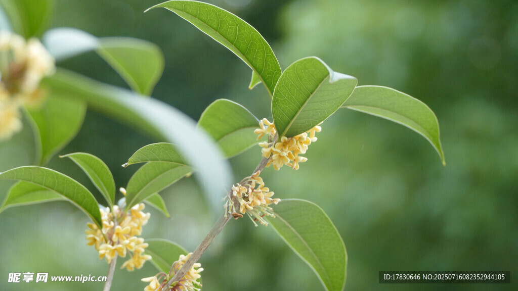 桂花枝头绽放