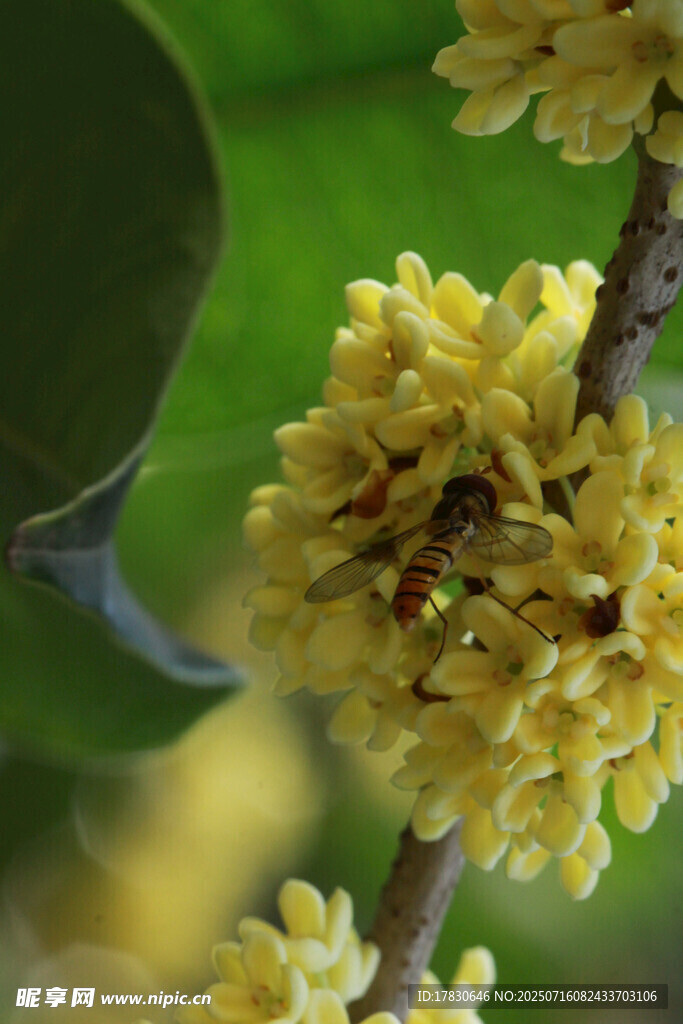 蜜蜂采蜜于金黄桂花间
