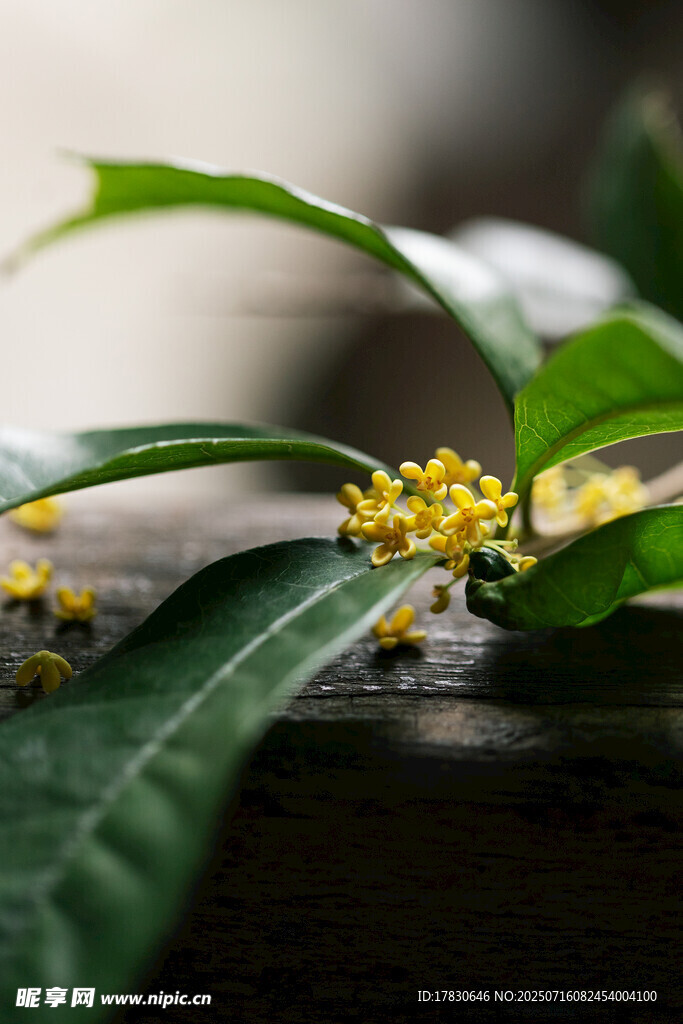 桂花绿叶特写