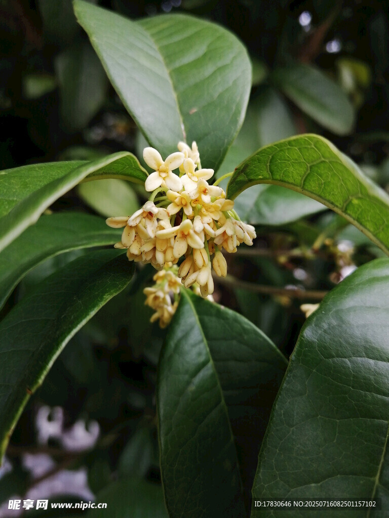 桂花绽放于翠绿枝叶间