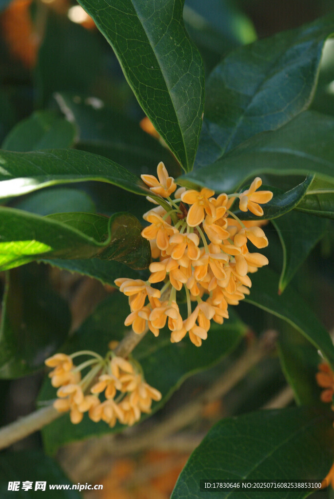 金黄桂花绽放绿叶间