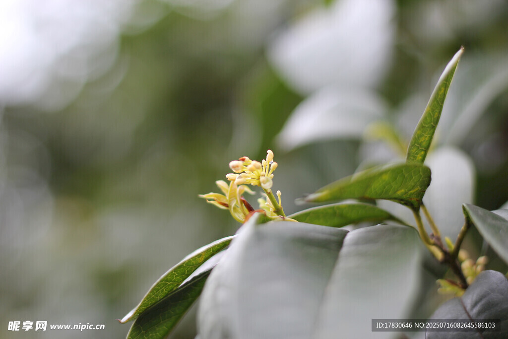 桂花枝叶特写