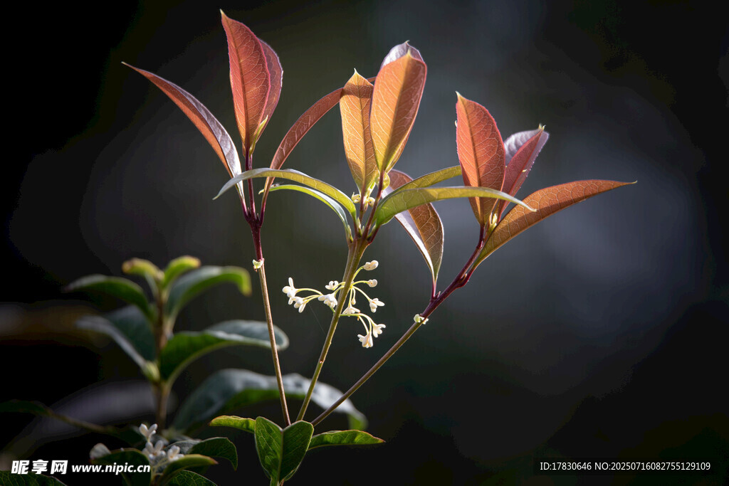 红绿叶植物特写