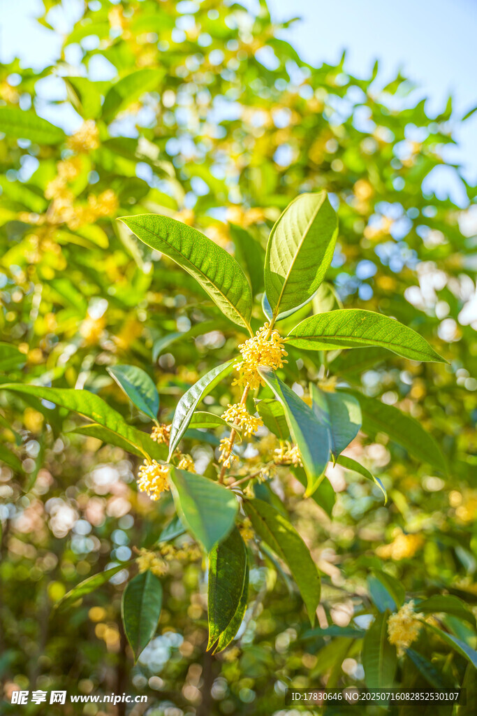 盛开的黄色花朵与绿叶