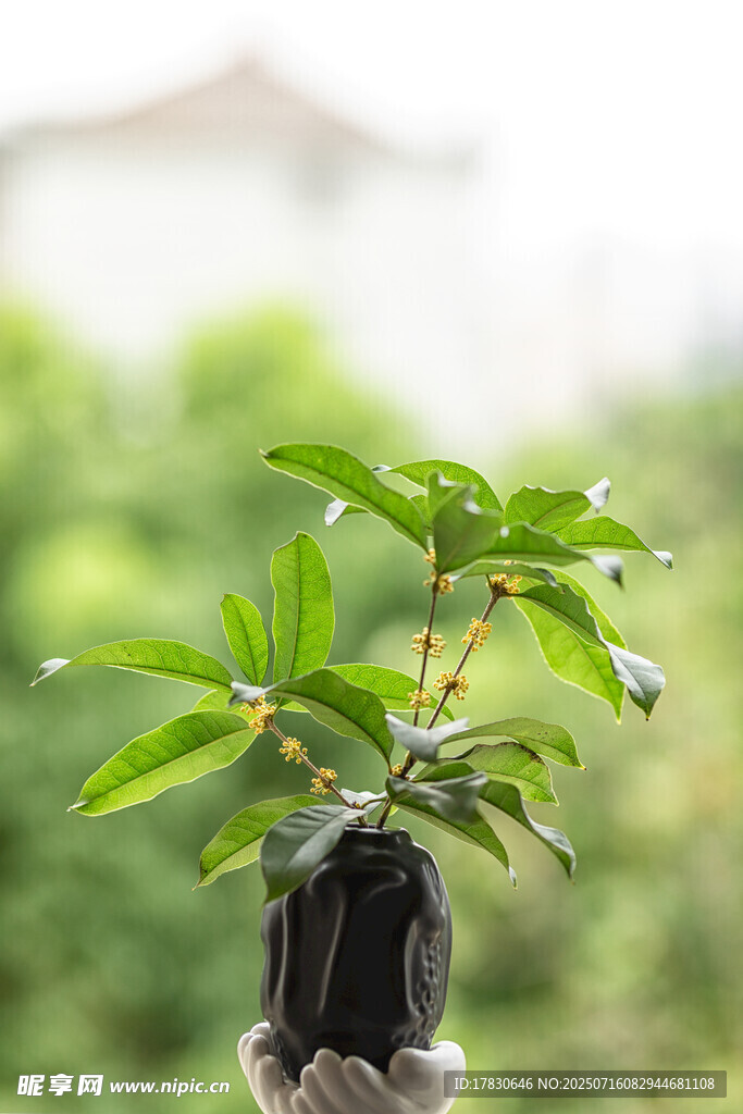 精致盆栽绿植特写