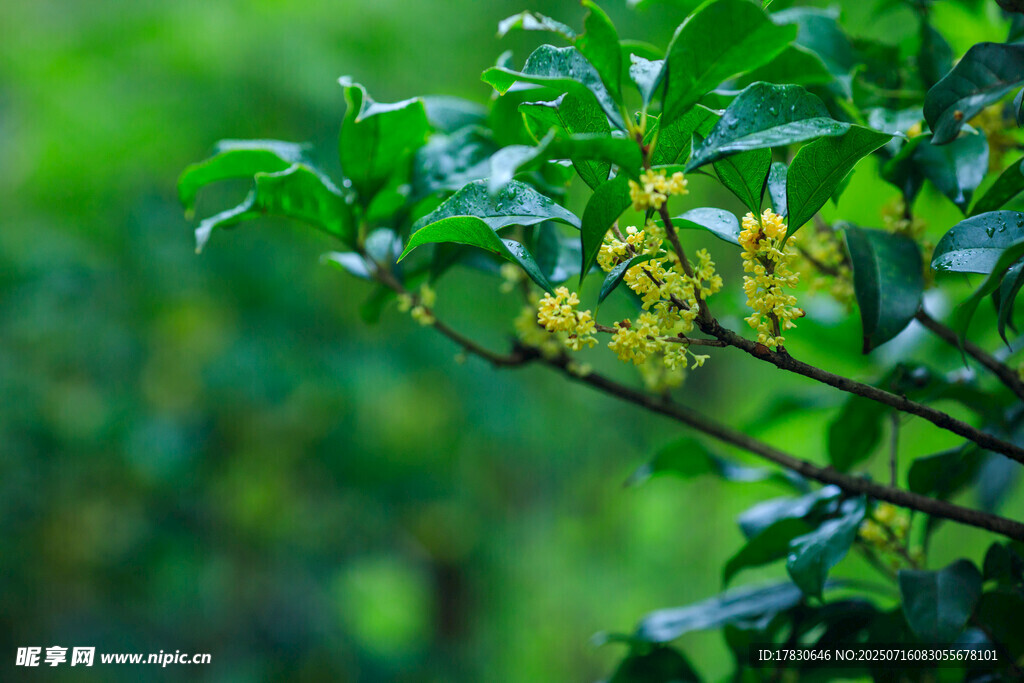 雨中翠绿枝叶与黄色小花