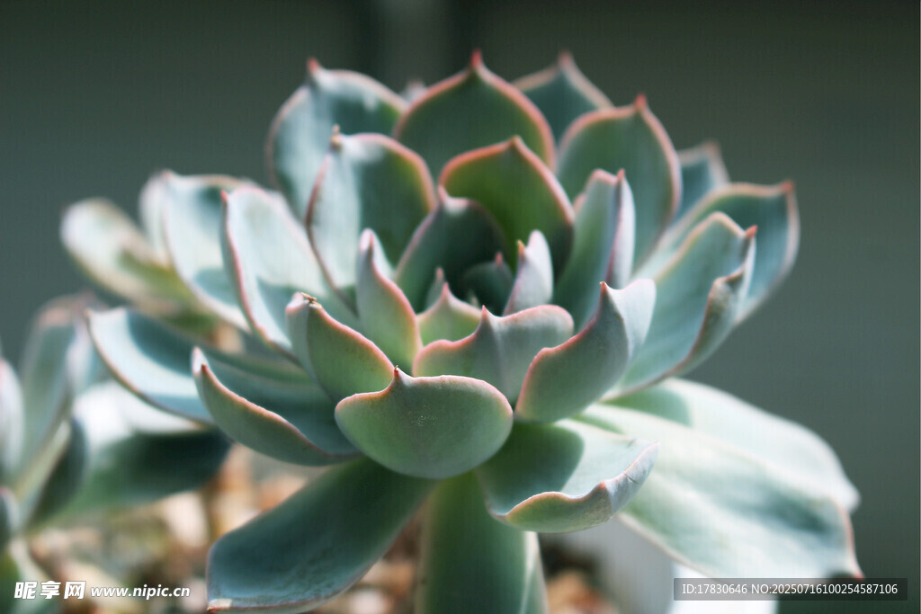 清新多肉植物特写