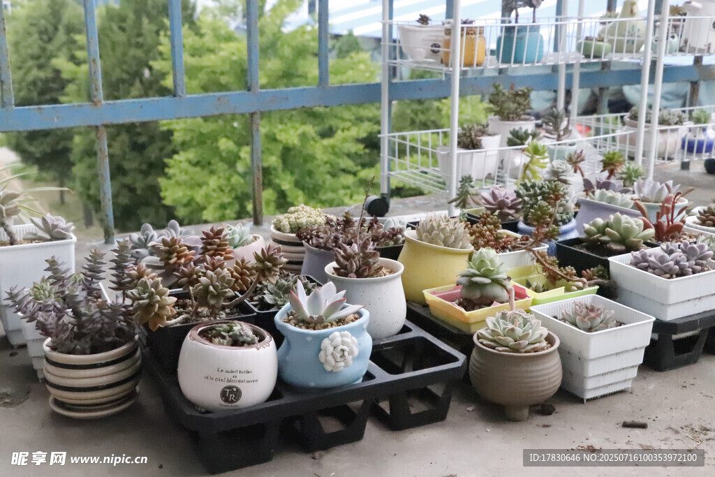 室内多彩盆栽植物陈列