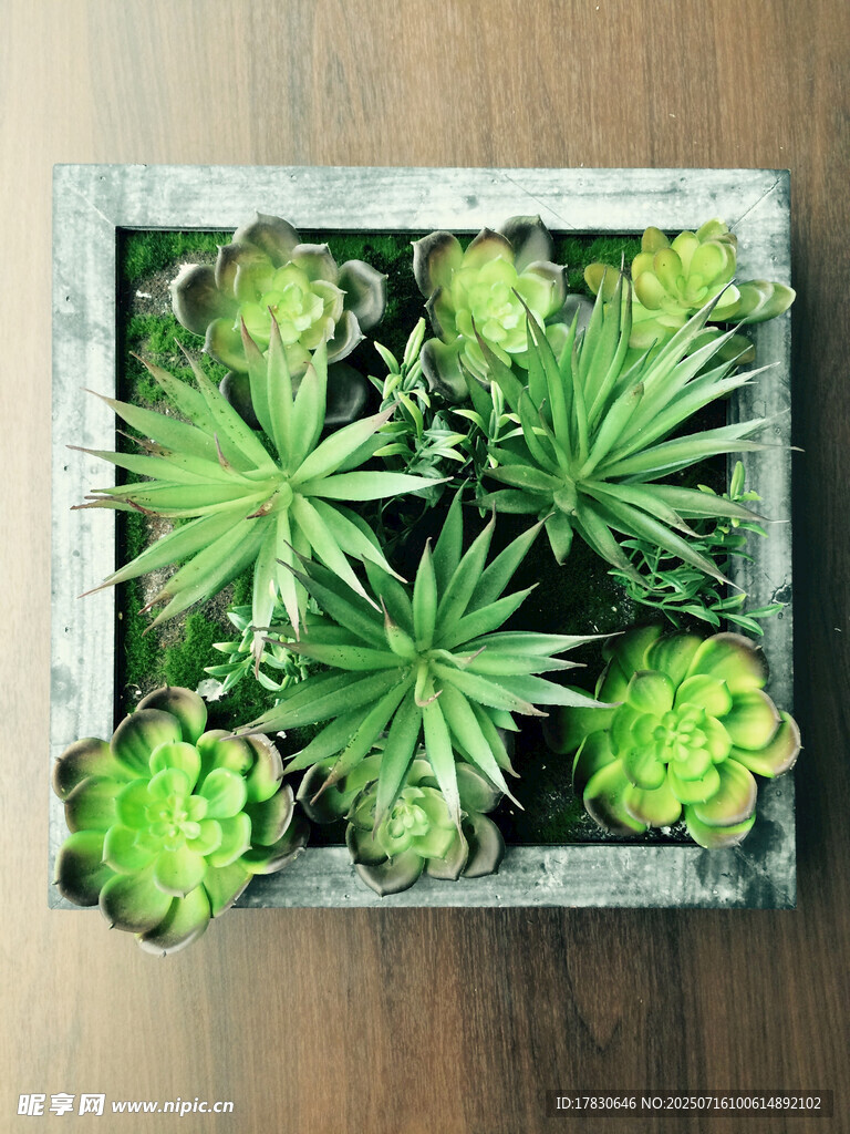 木质框中的多肉植物组合