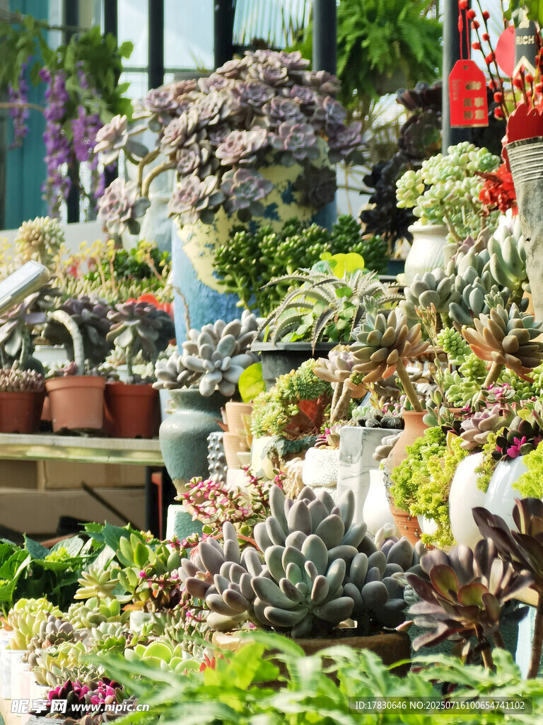 多彩多肉植物盆栽展示