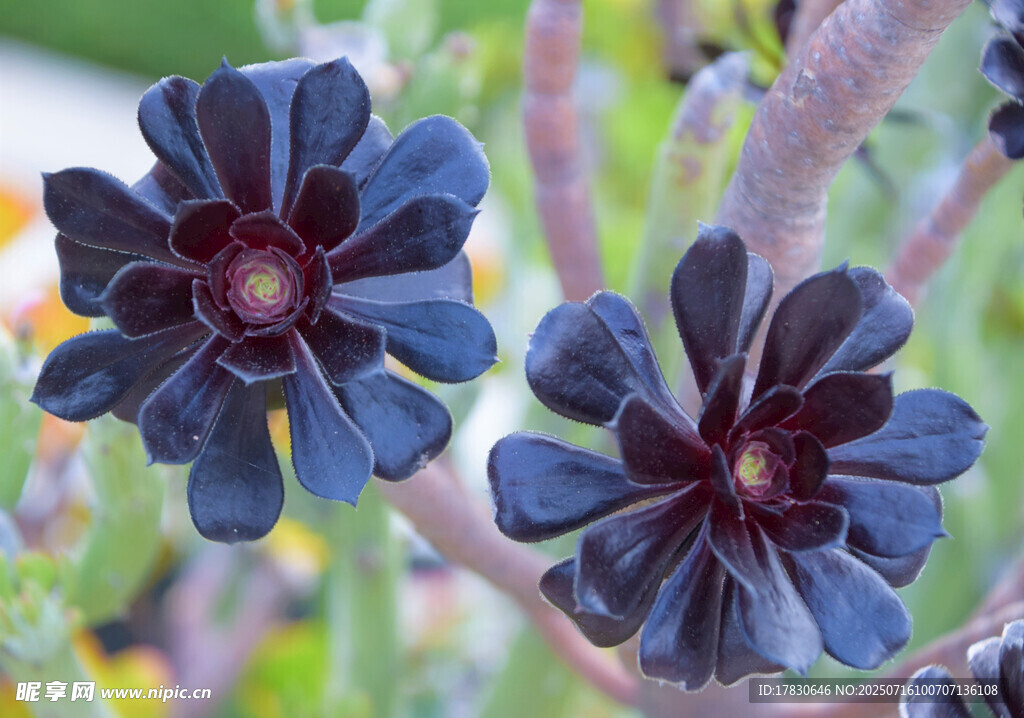 深紫色花朵绽放