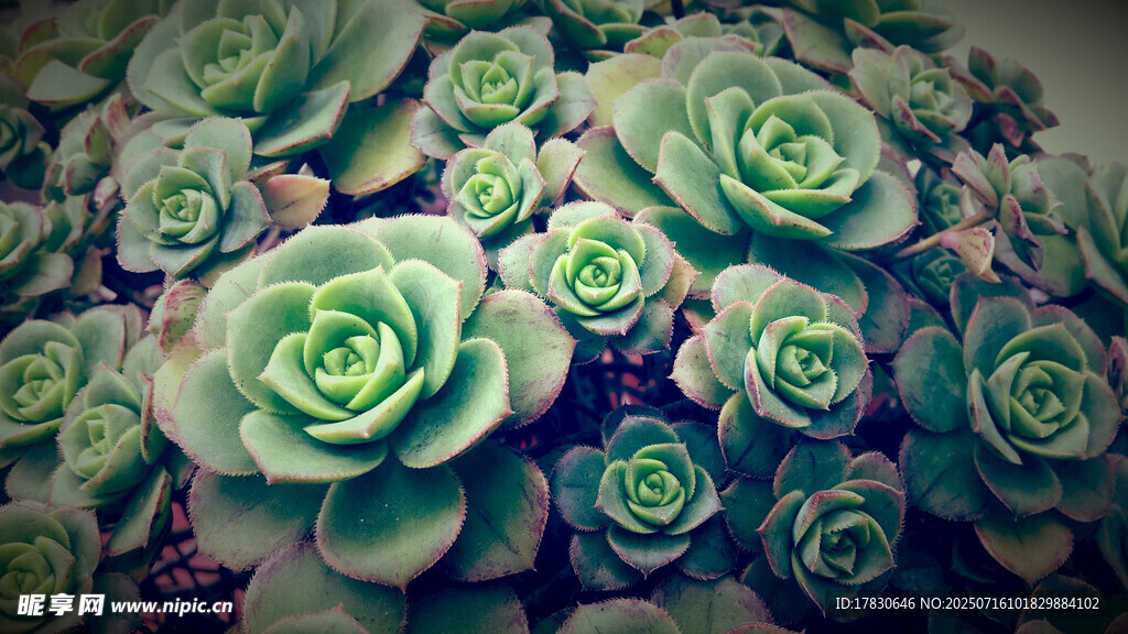 可爱多肉植物特写