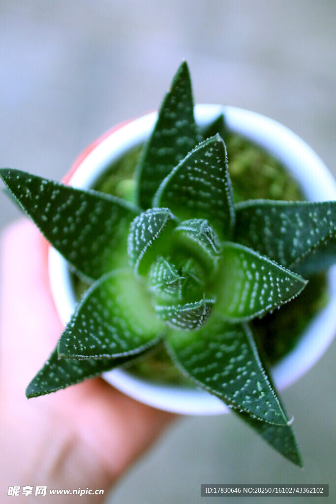手捧翠绿多肉植物