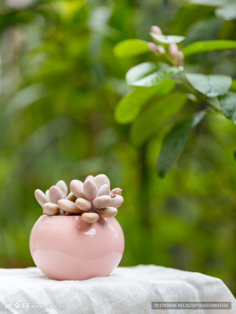 粉色花盆中的可爱多肉