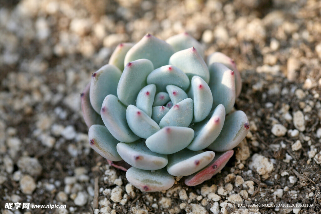 可爱单株多肉植物特写