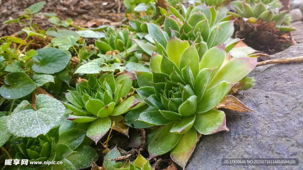 可爱多肉植物生机满满