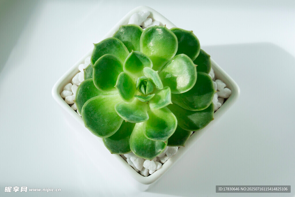 多肉植物