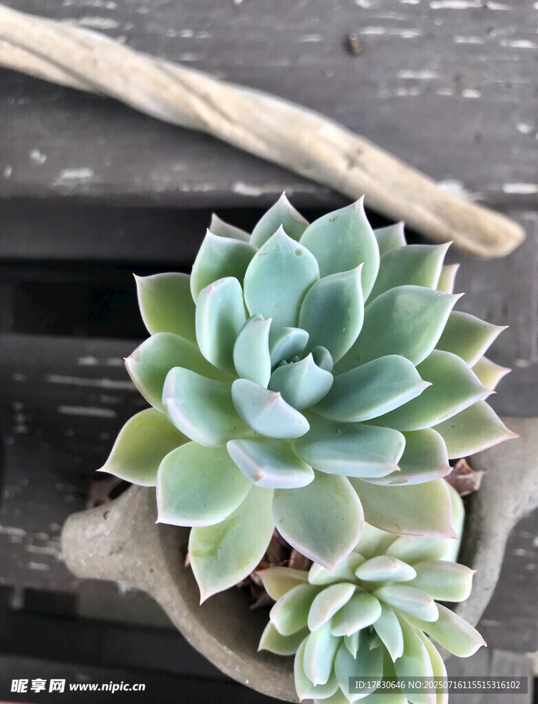 清新多肉植物盆栽展示