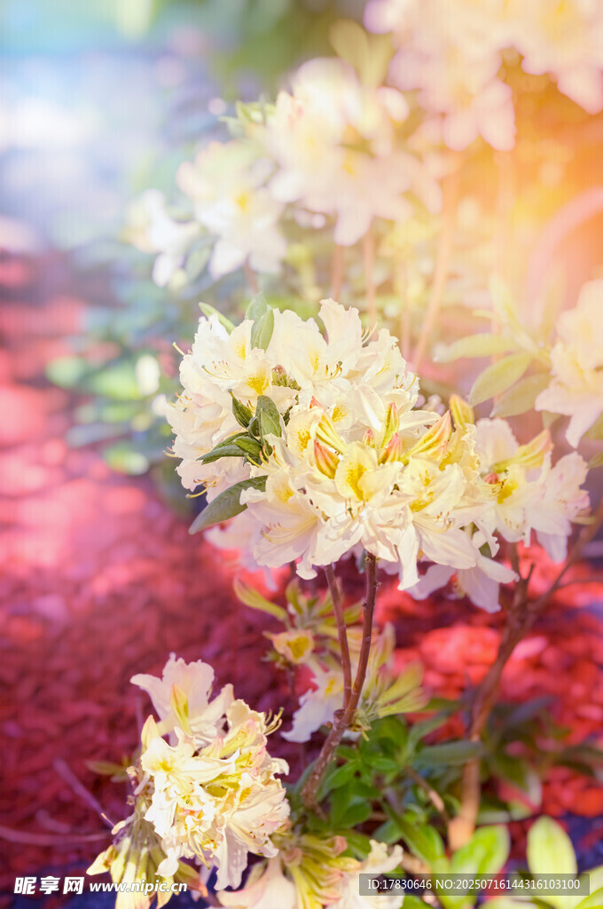 阳光下绽放的美丽白花朵