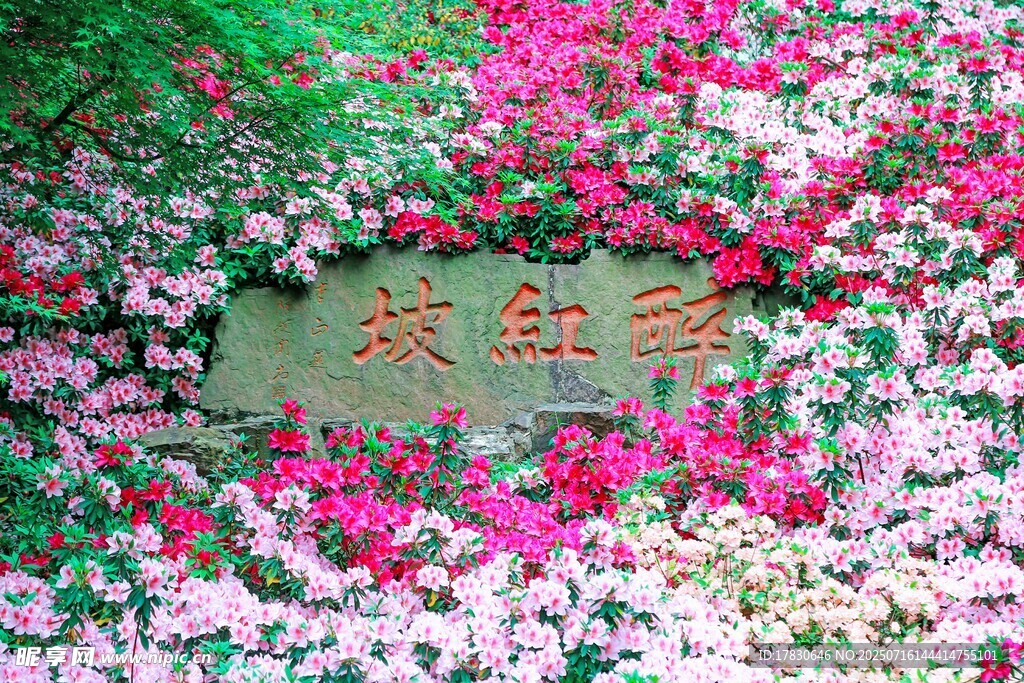 繁花簇拥