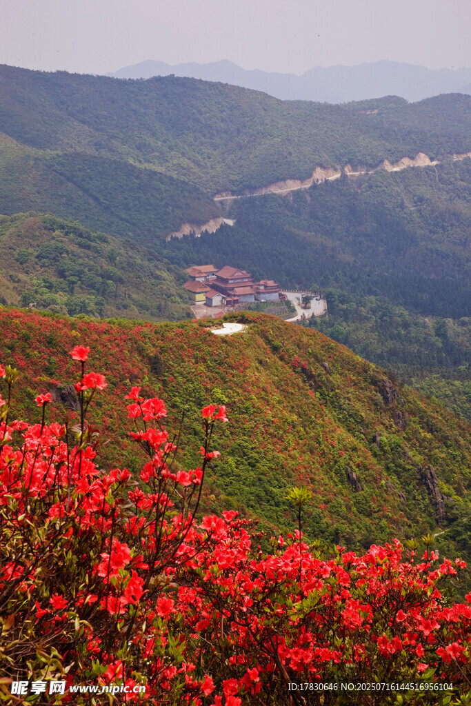 山间烂漫红杜鹃