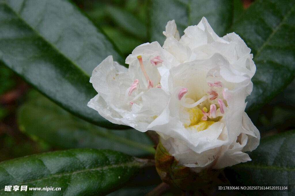 白色山茶花绽放绿叶间