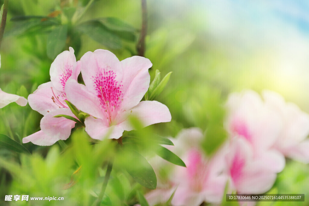 娇艳粉色杜鹃花绽放