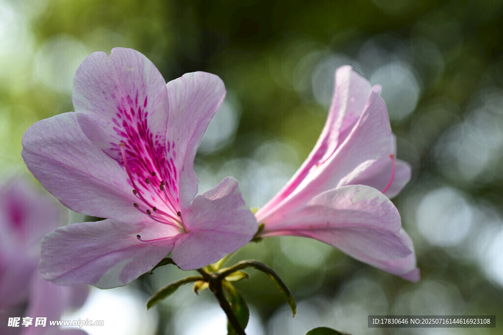娇艳粉色杜鹃花特写