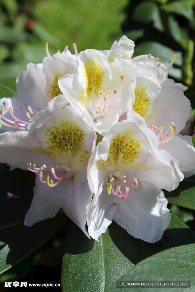 白色杜鹃花特写
