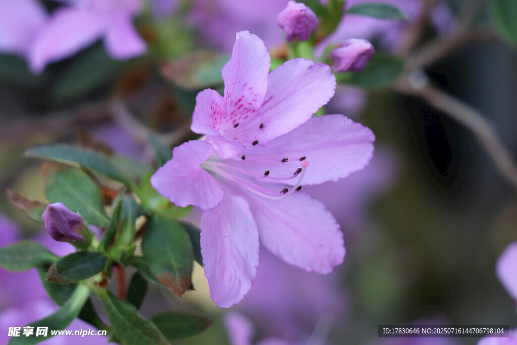 淡紫色杜鹃花特写