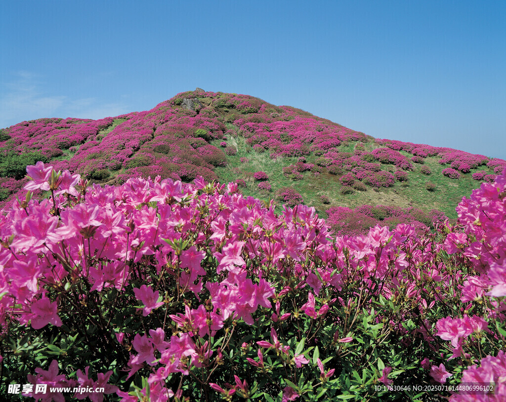 漫山粉艳杜鹃花海