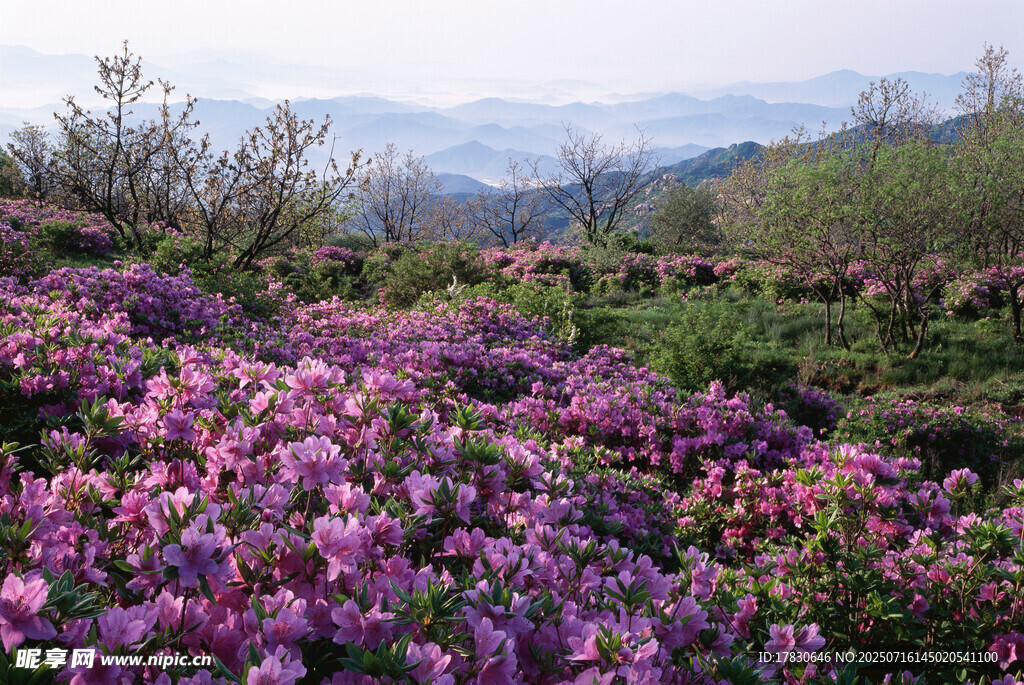 漫山紫艳杜鹃花海