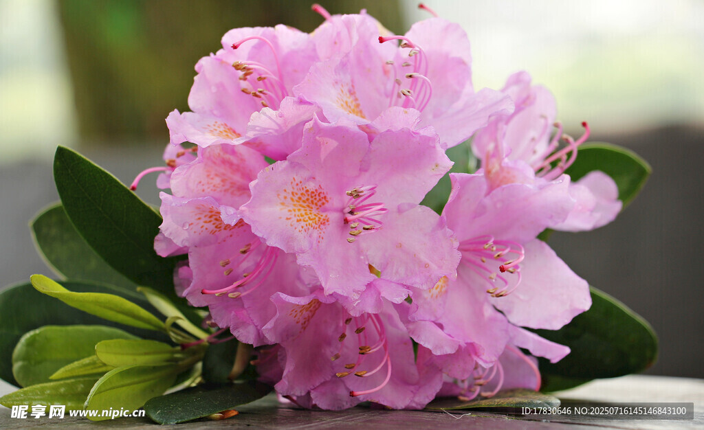 娇艳粉色杜鹃花特写