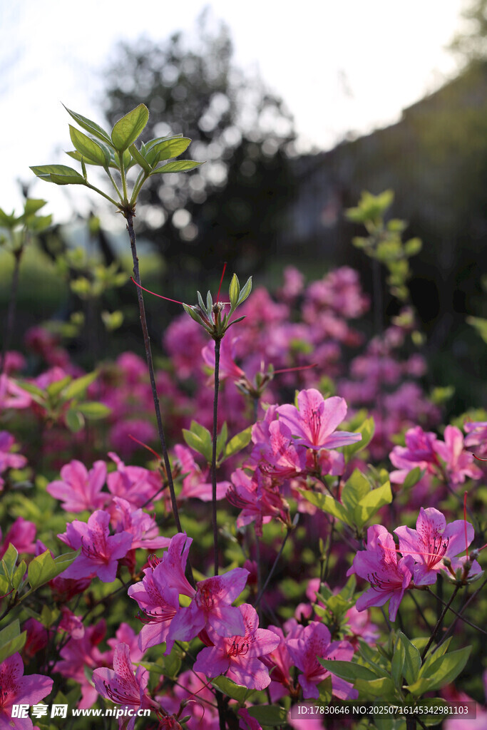 春日烂漫杜鹃花