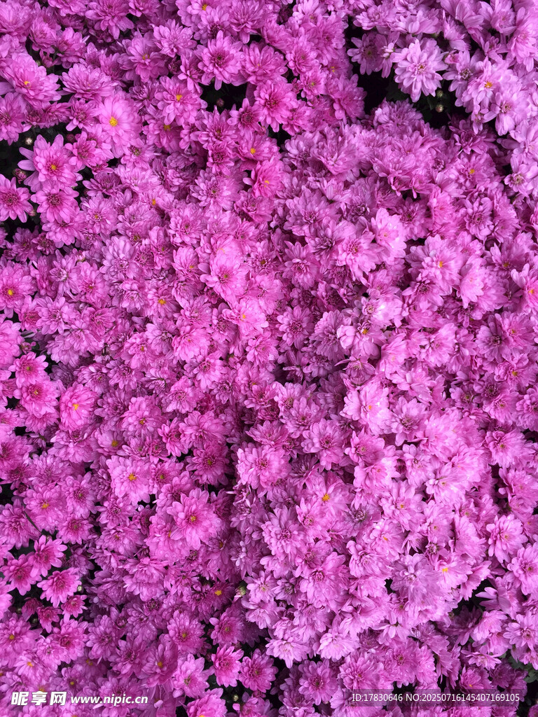 梦幻紫色花卉特写