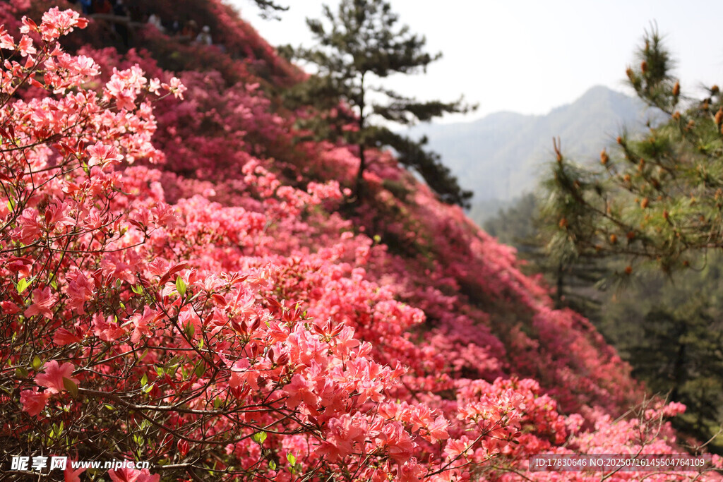 漫山盛开的绚烂粉色花朵