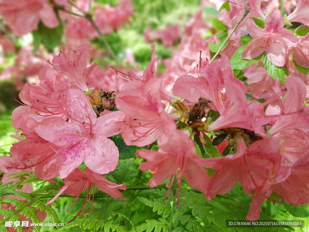 蜜蜂采蜜于娇艳粉色花朵