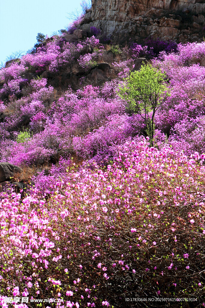 漫山粉紫烂漫花丛美景