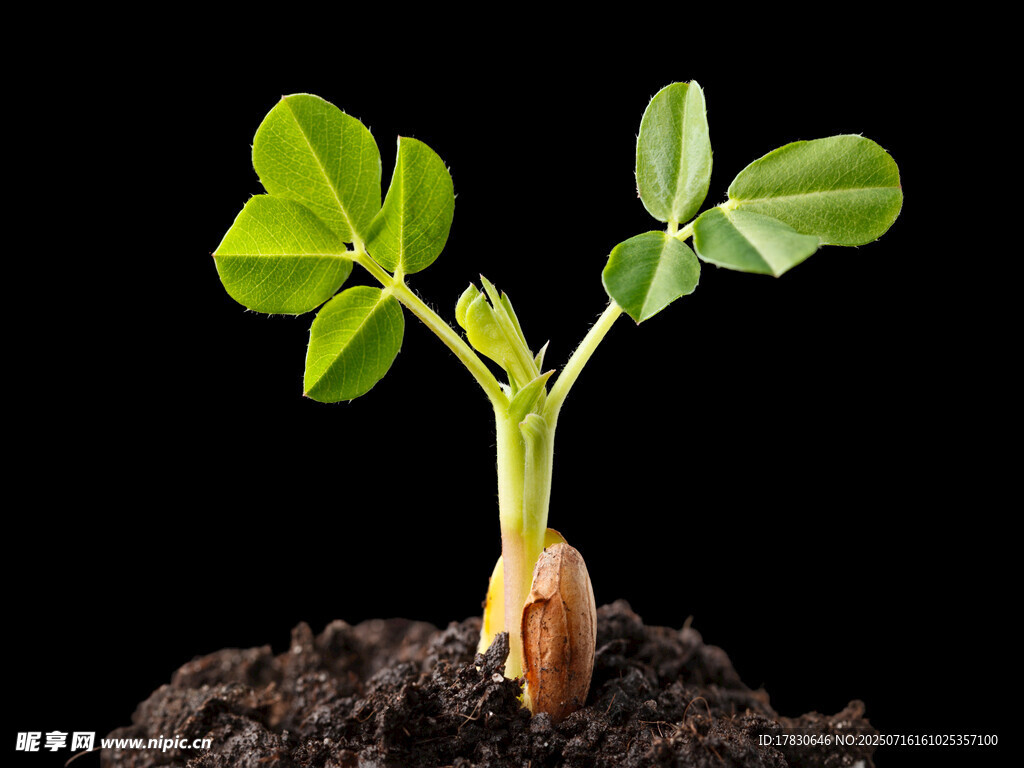 破土而出的嫩绿幼苗