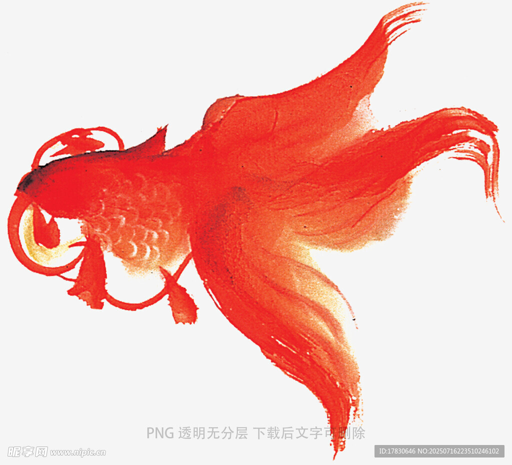 灵动飘逸的中式红金鱼