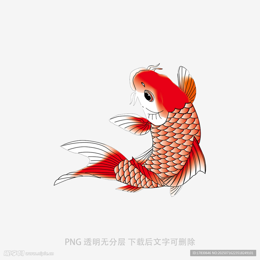 灵动红金鱼插画