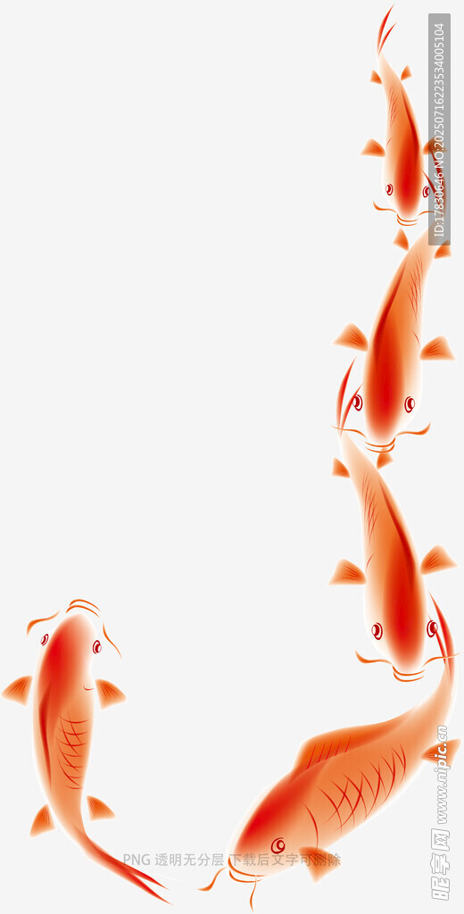 灵动锦鲤呈优美弧形