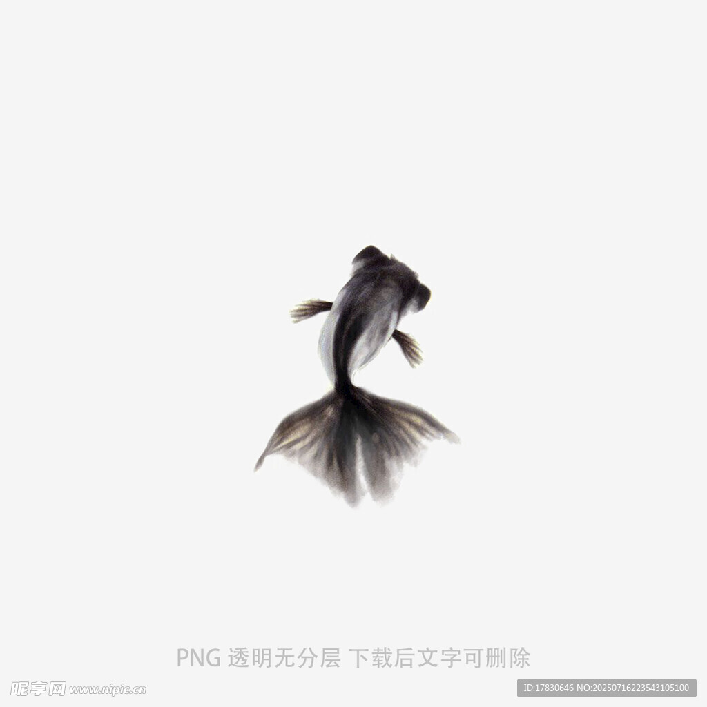 水中游弋的优雅金鱼