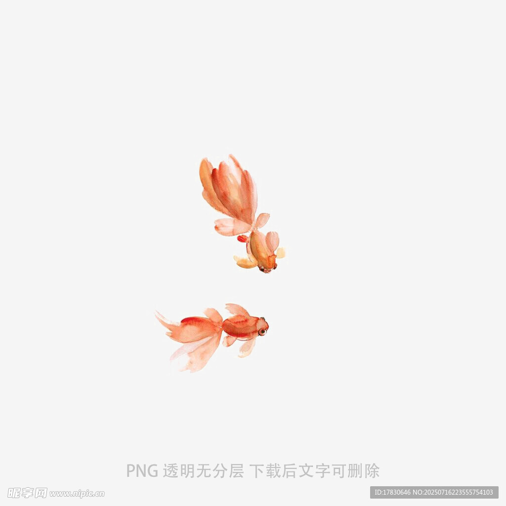 锦鲤