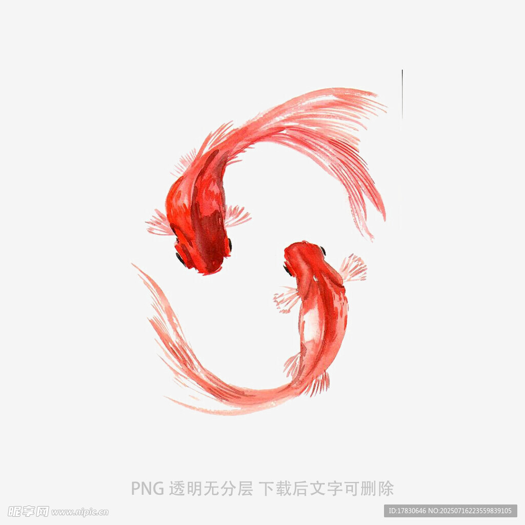 双红金鱼灵动飘逸画面