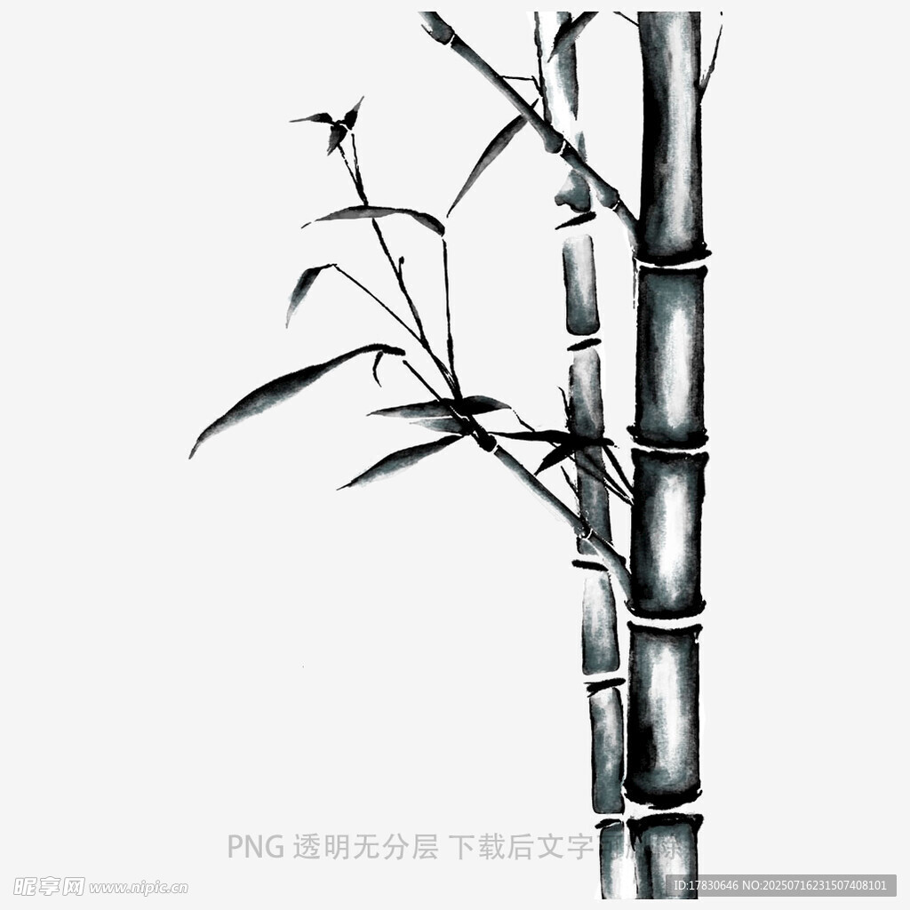 水墨风单枝竹子插画