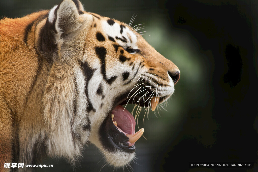 咆哮的猛虎