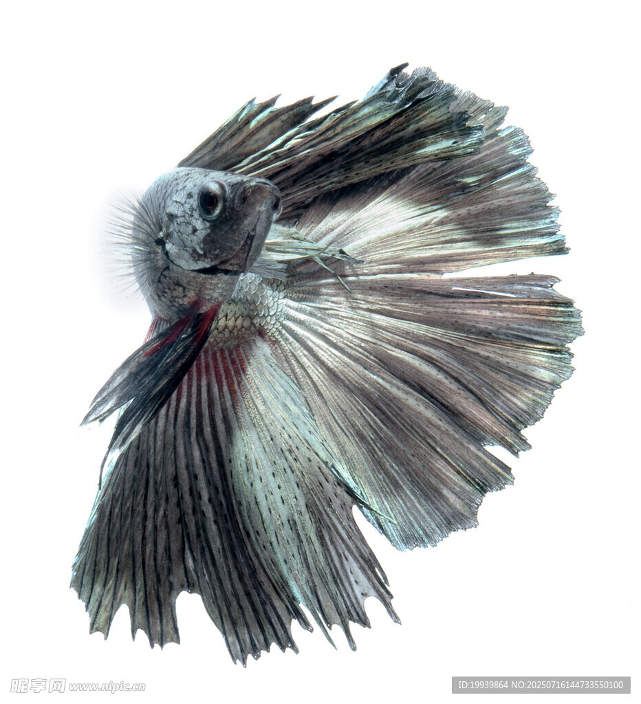 美丽斗鱼展示绚丽鱼鳍